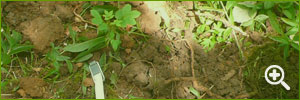 Woodland Planting Schemes