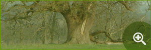 Veteran Tree Surveys