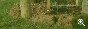 Tree Planting Schemes